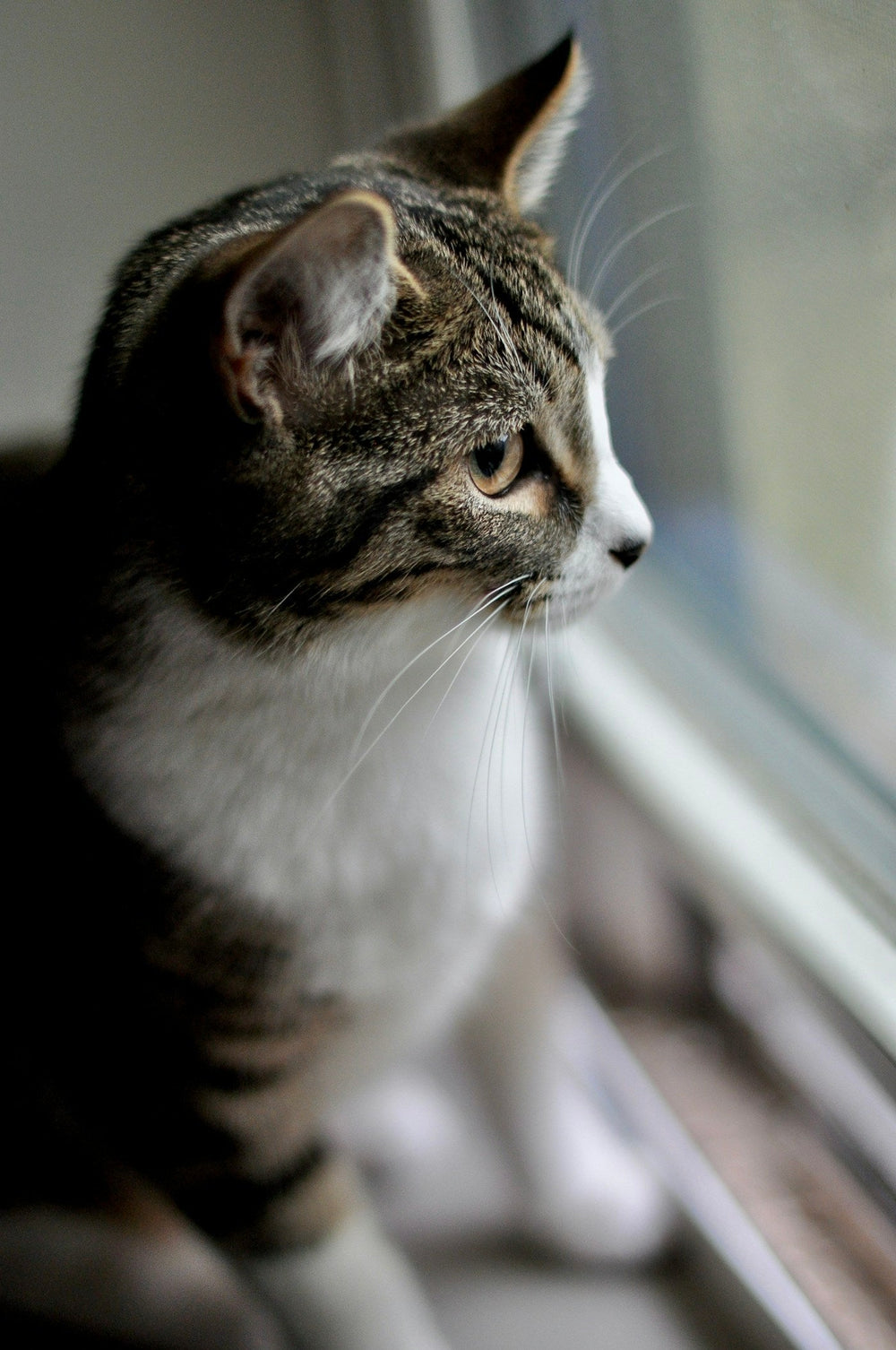 Gato atigrado observando el exterior desde una ventana
