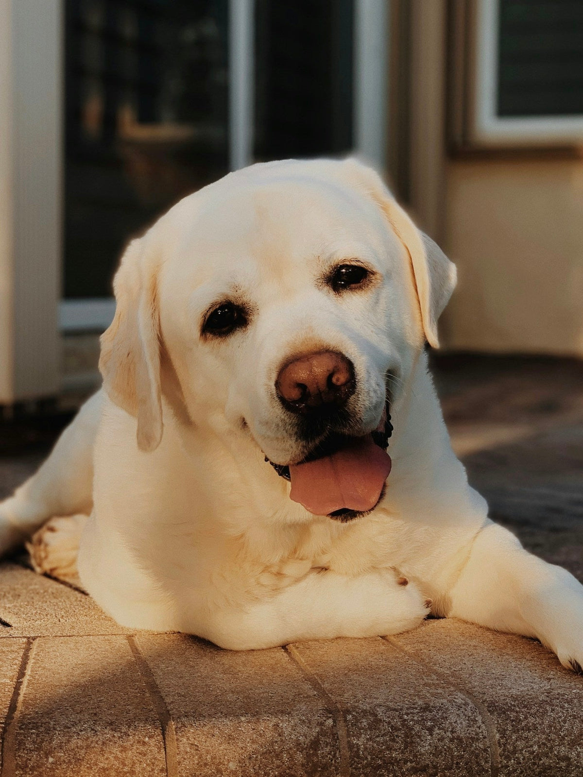 Primer plano de un perro de pelaje claro con la boca abierta