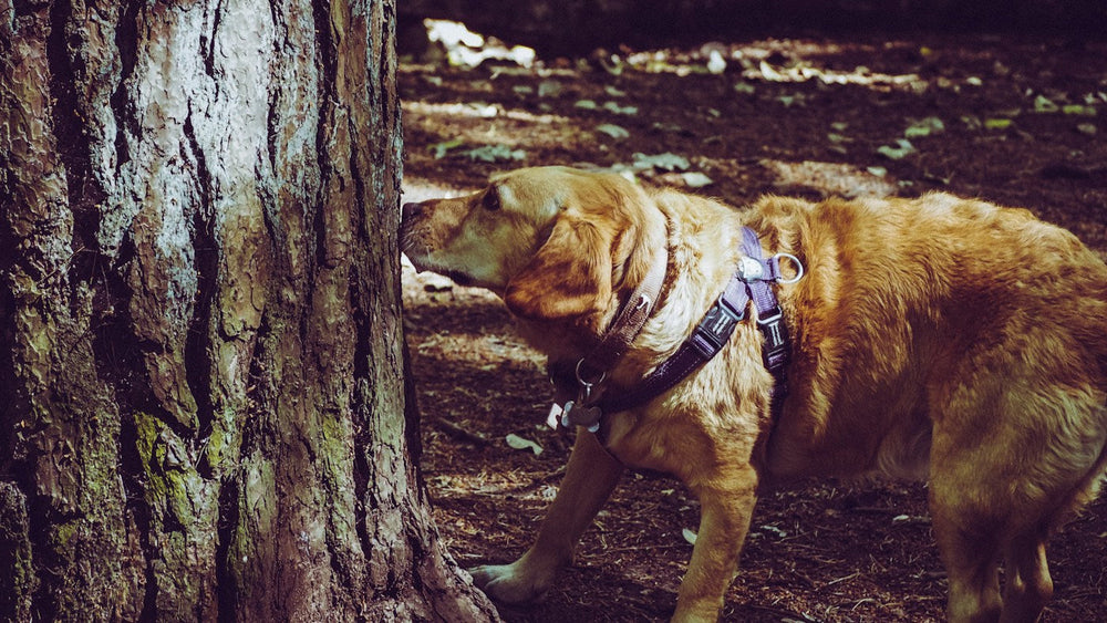 Perro con arnés explorando un árbol durante el paseo
