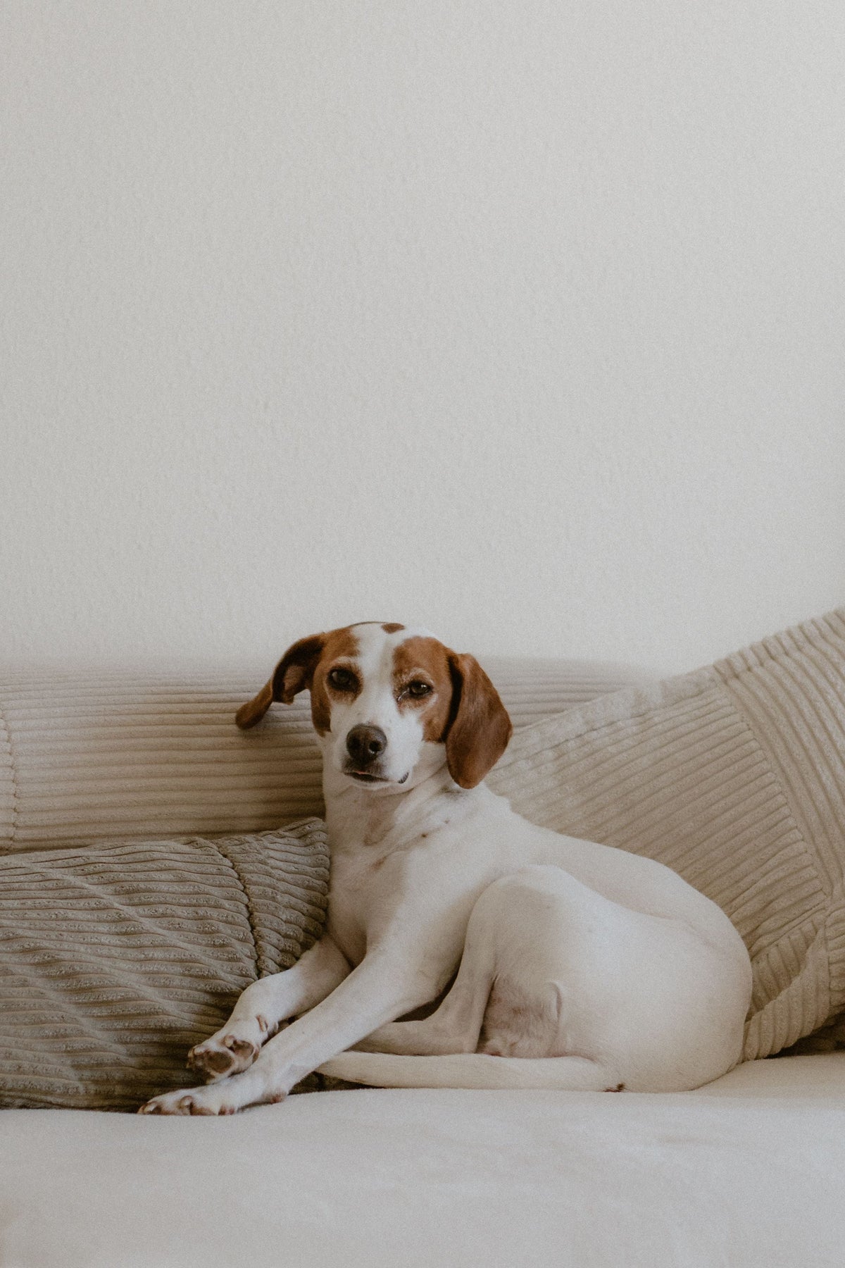 Perro tumbado sobre un sofá claro dentro de casa