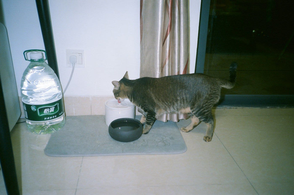 Gato bebiendo de un recipiente dentro de casa