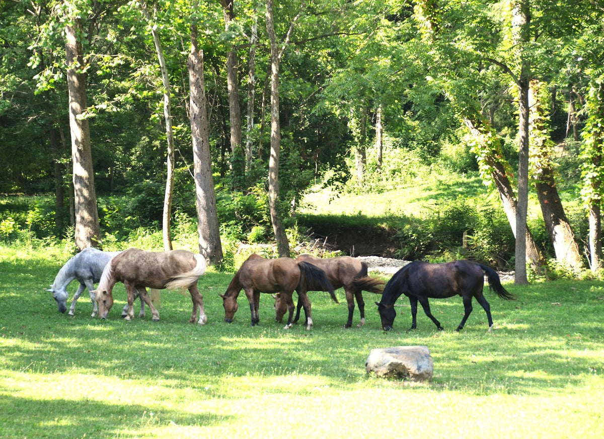 Caballos pastando juntos en una pradera verde