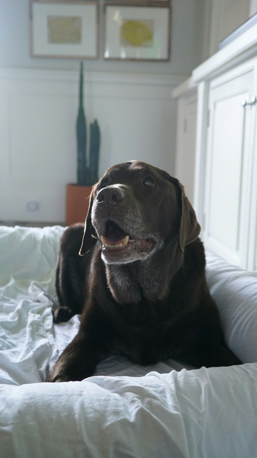 Perro de hocico canoso descansando en un sofá