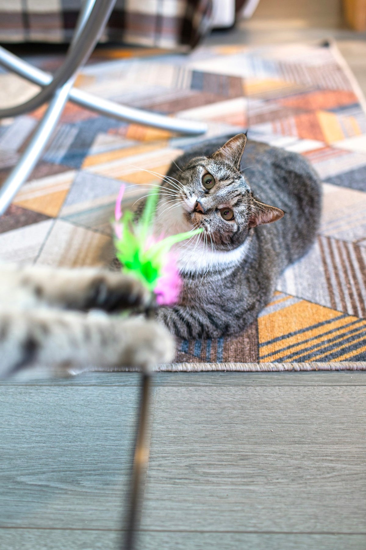Gato atigrado jugando con un juguete de plumas