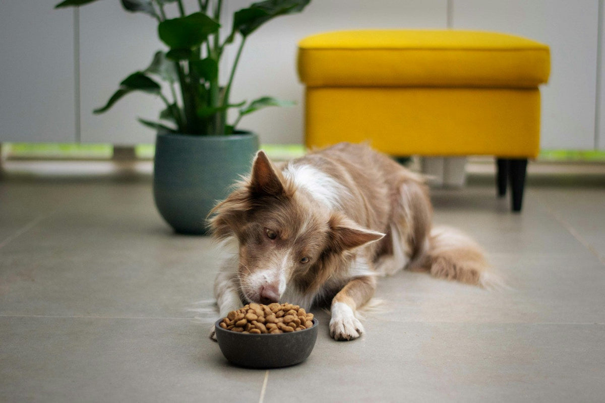 Perro junto a su cuenco de comida